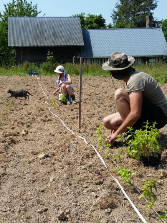 Plantation a la main