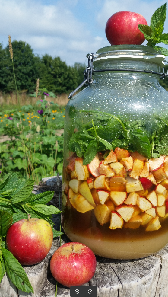 Un cheong pomme-menthe verte en cours de macération, boisson fermentée aux plantes