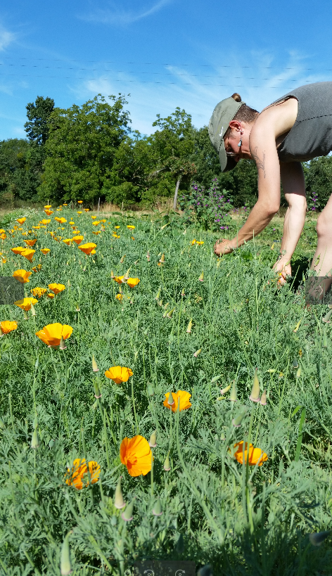 Récolte des fleurs à la main