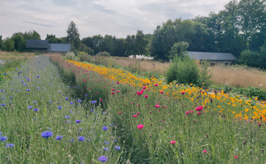 Vue de la ferme, des fleurs au premier plan